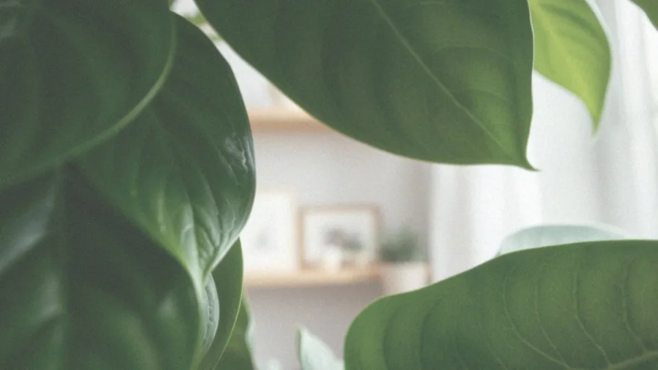 Jak dbać o liście fikusa?