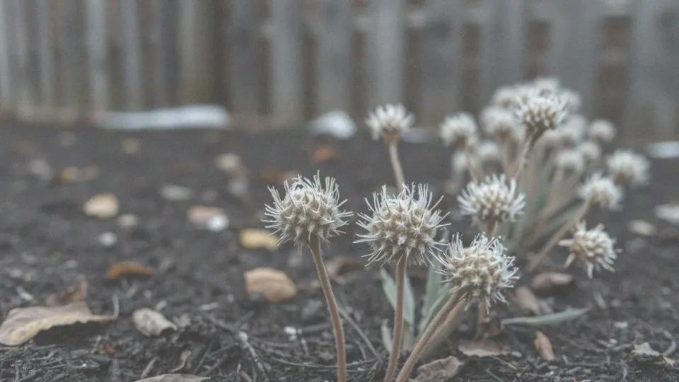 Jak zapewnić gaurze dobre zimowanie w gruncie?