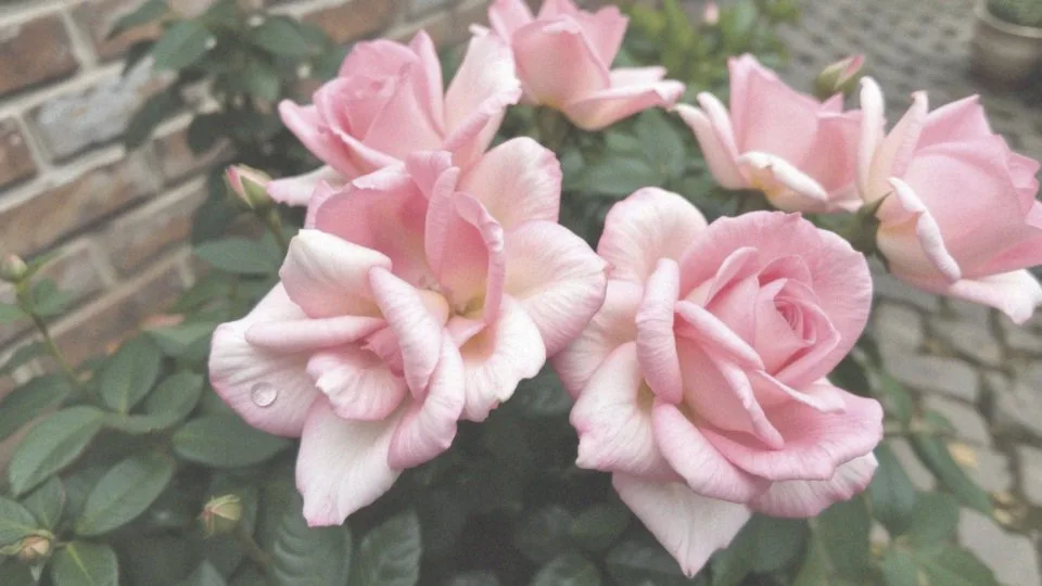 Jakie kolory i zapachy mają kwiaty róż parkowych?