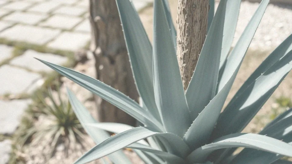 Jakie są cechy juki rostraty?