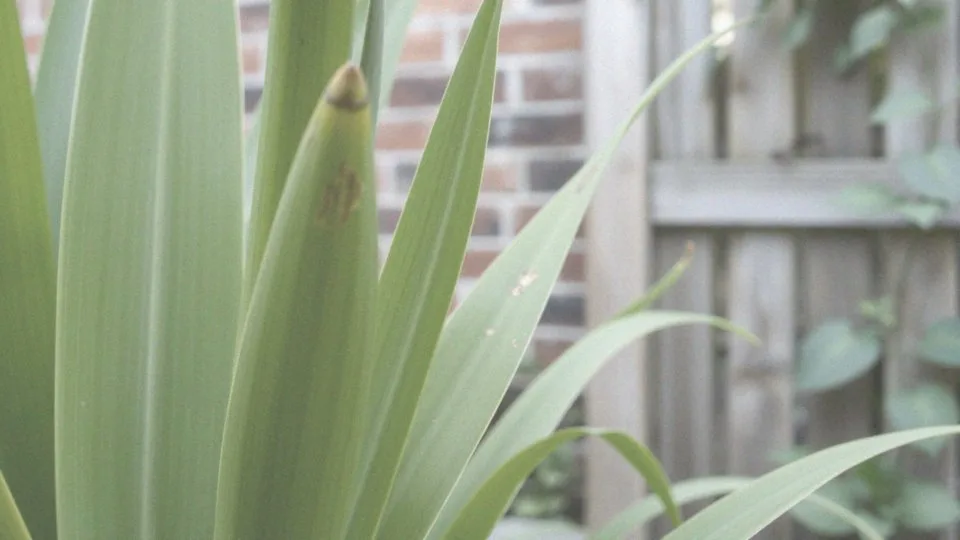 Jakie choroby i szkodniki mogą wpływać na wygląd juki?