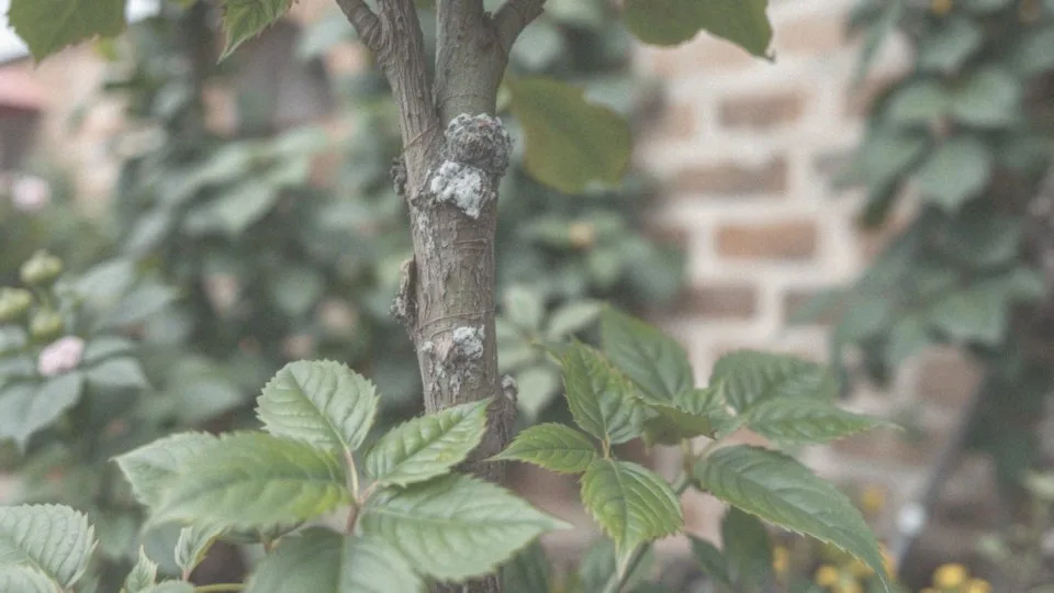 Jakie problemy zdrowotne mogą dotyczyć róż na pniu?