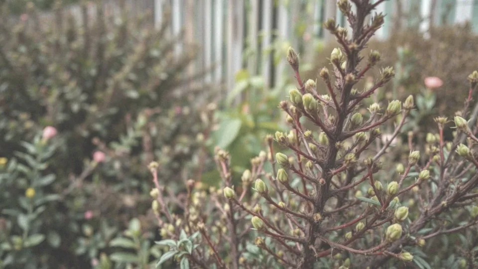Kiedy można obserwować efekty przycinania wrzosów?