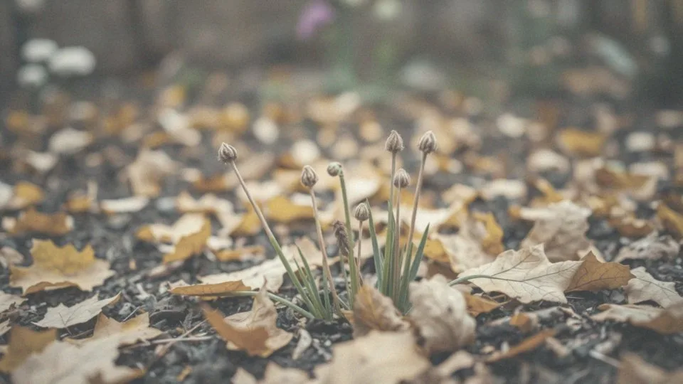 Gaura kiedy przycinać? Przewodnik po technikach i terminach